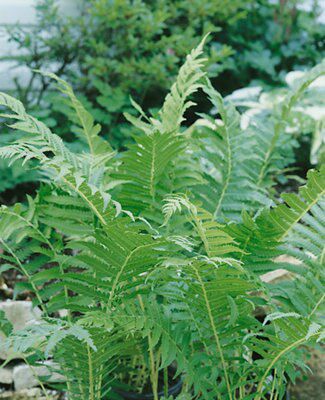 GoodHome Jumbo Perennial