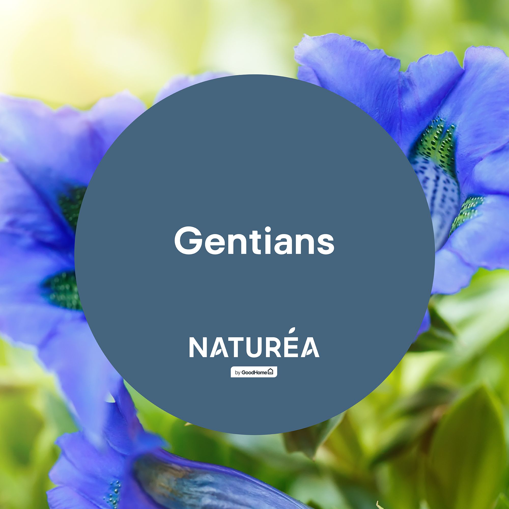GoodHome Naturéa Gentians Velvet matt Wall paint, 70ml