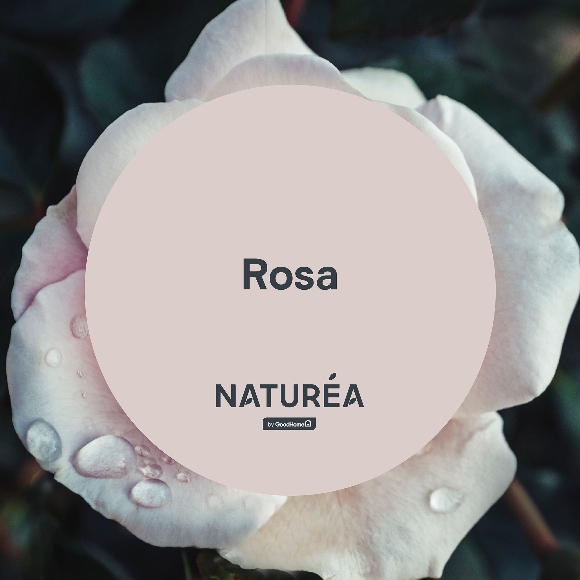 GoodHome Naturéa Rosa Velvet matt Wall paint, 70ml