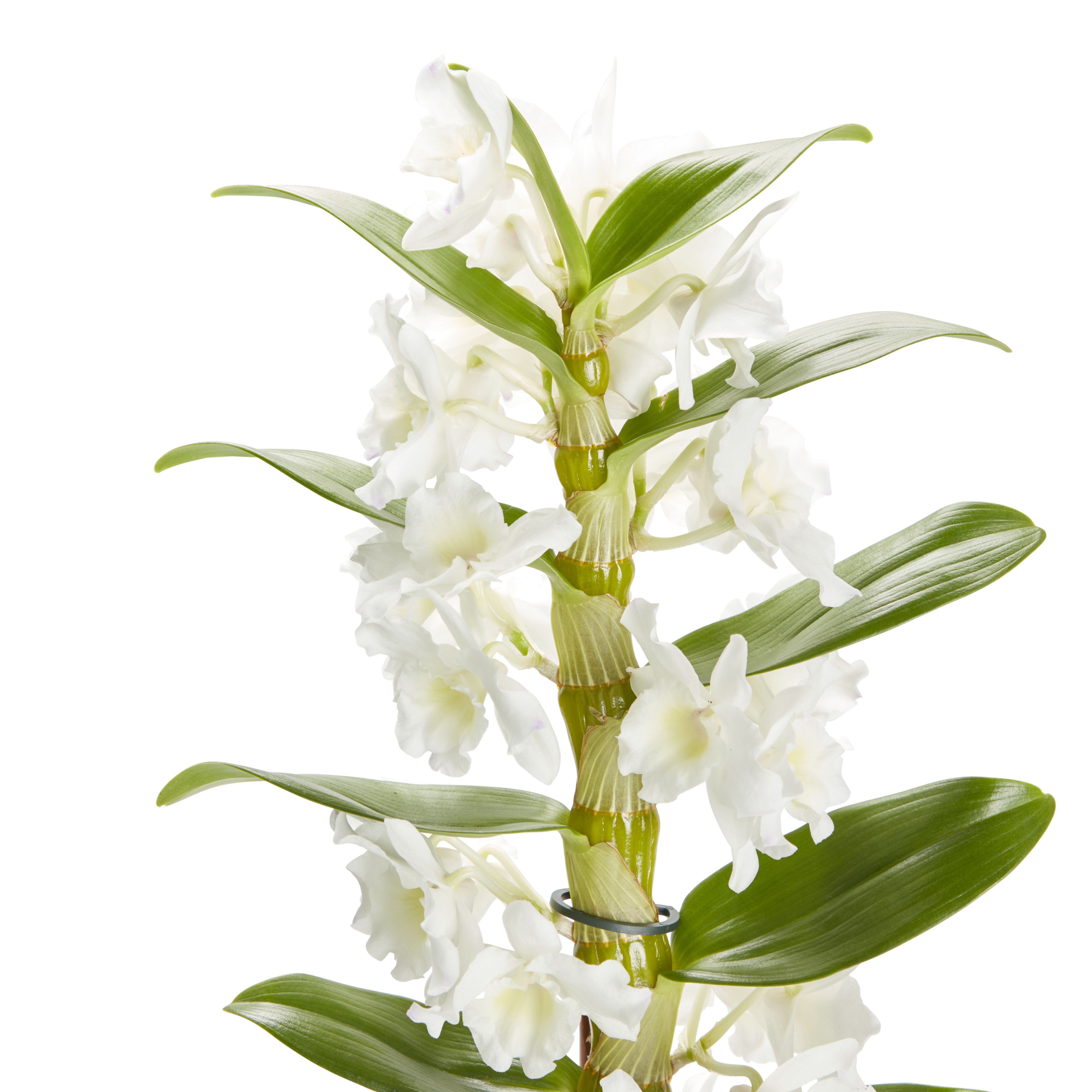 POWERS TO FLOWERS - Dendrobium Nobile Bianco, Orchidea Vera In Vaso 12 Cm, Pianta D'Appartamento Con Fiori Da Settembre A Maggio, Regalo Con Omaggio A Sorpresa
