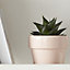 GoodHome Peach whip Terracotta Circular Plant pot (Dia)11cm