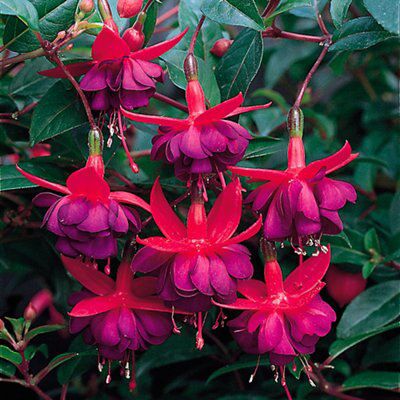 GoodHome Perennial Dollar princess