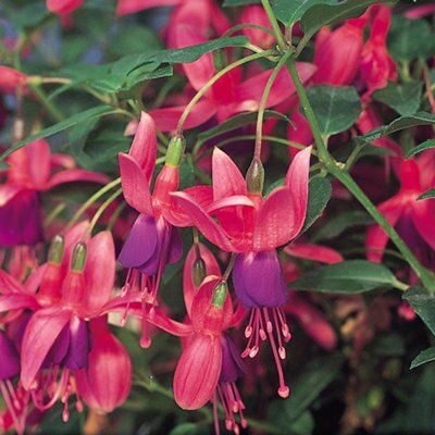 GoodHome Perennial Tom thumb