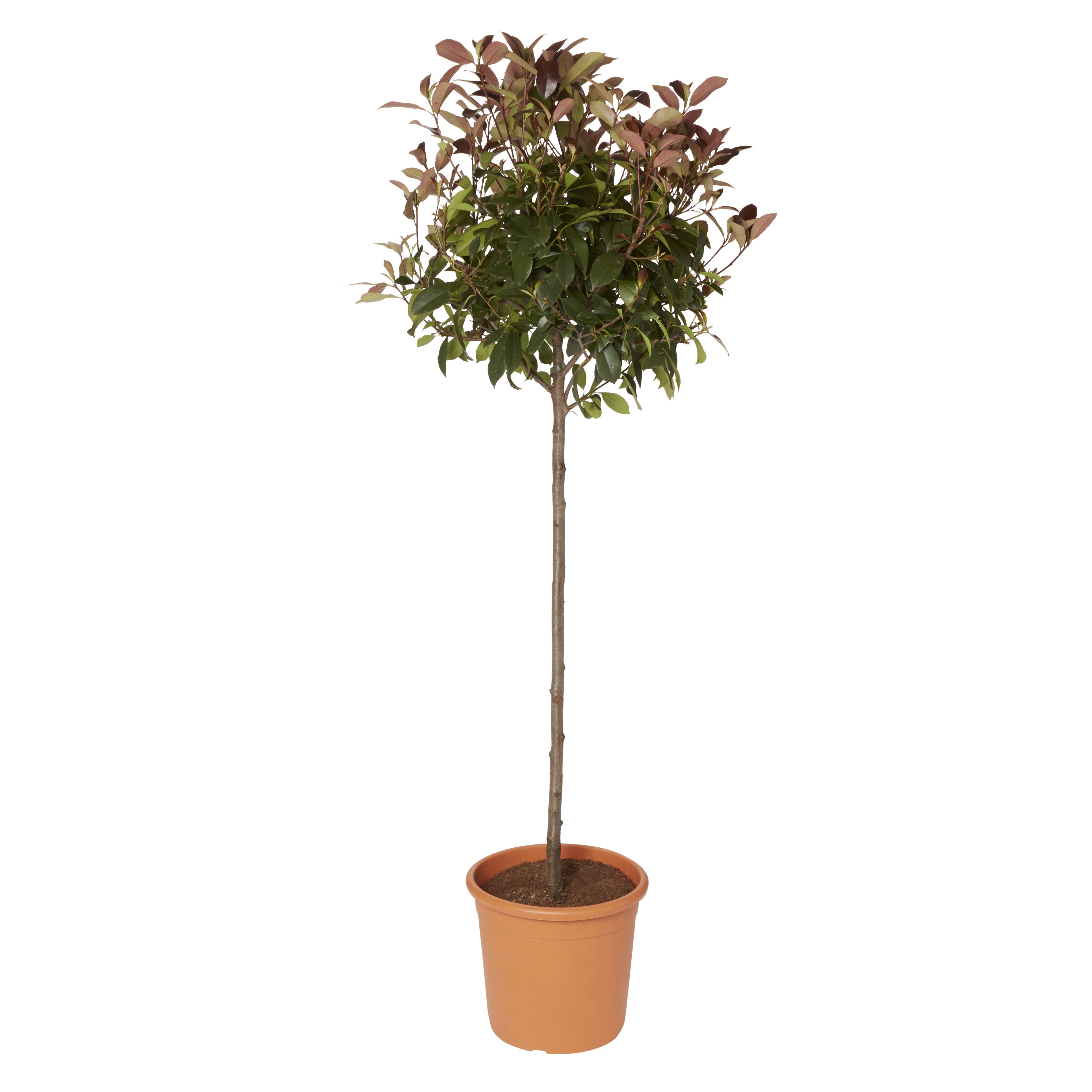 GoodHome Red robin Shrub Plant