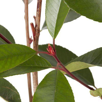 GoodHome Red robin Shrub Plant
