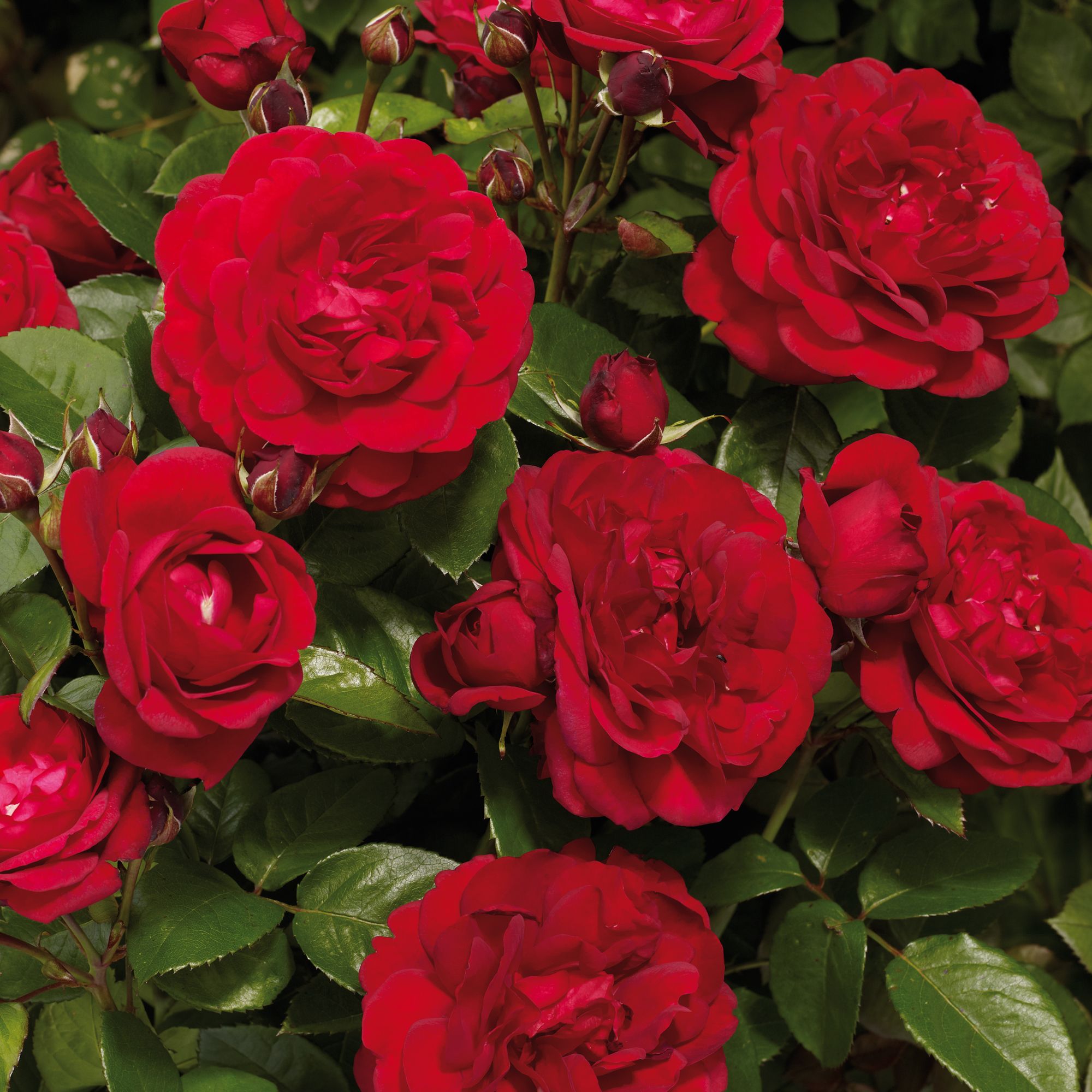 Clair Renaissance®' Shrub Rose - Roots Plants