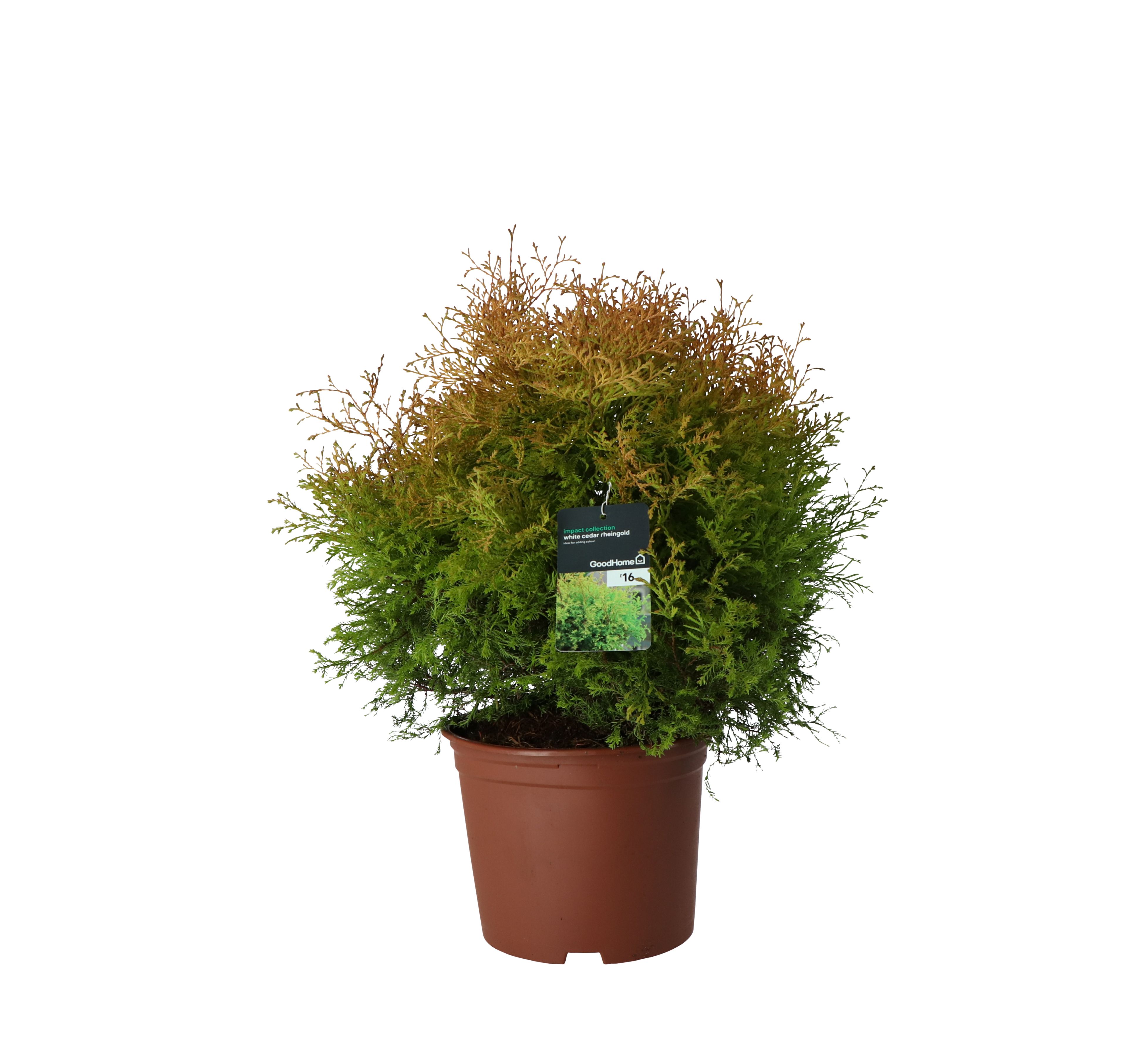 GoodHome Rheingold Conifer Plant
