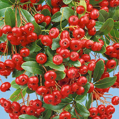 GoodHome Saphyr red Shrub