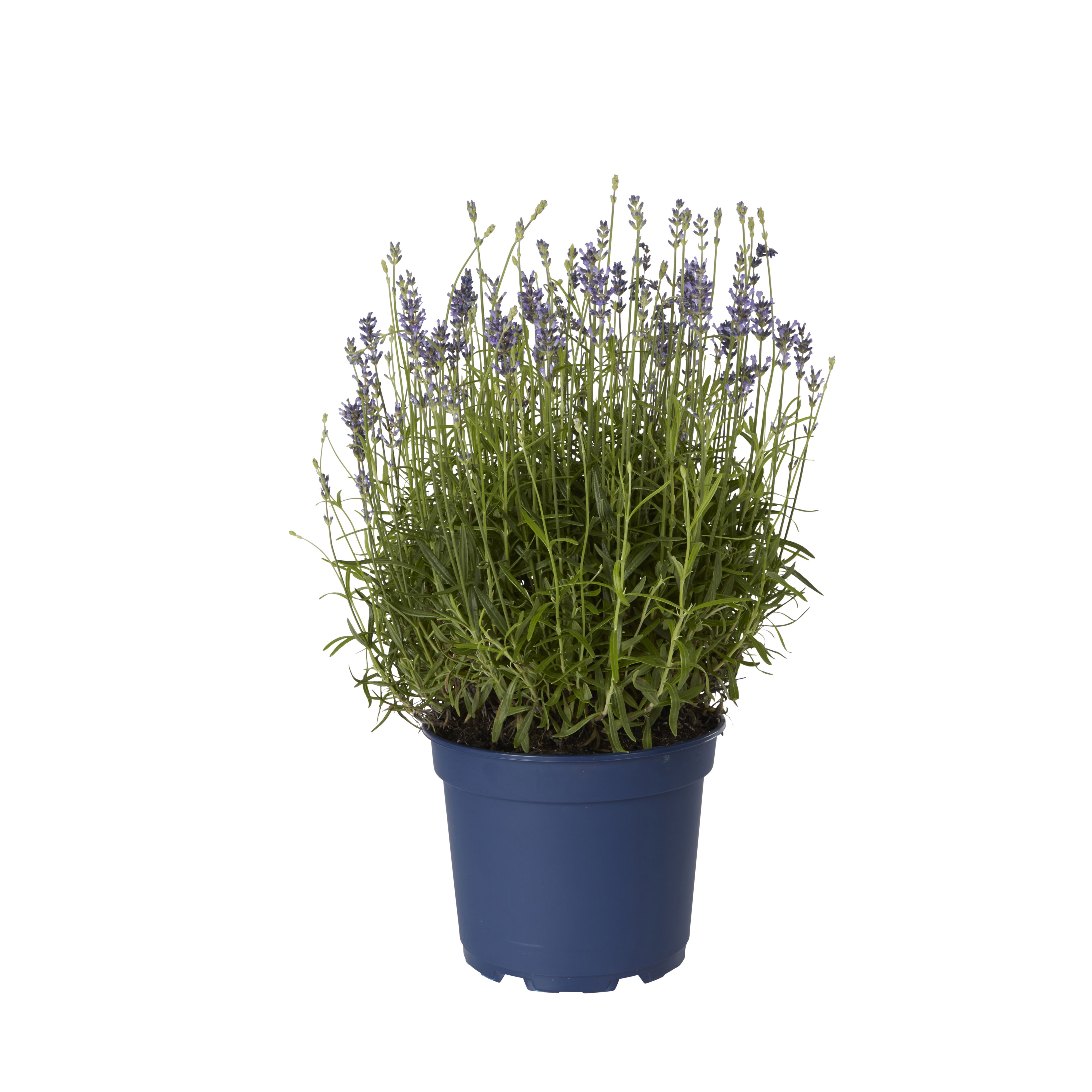 GoodHome Shrub Aromatico blue