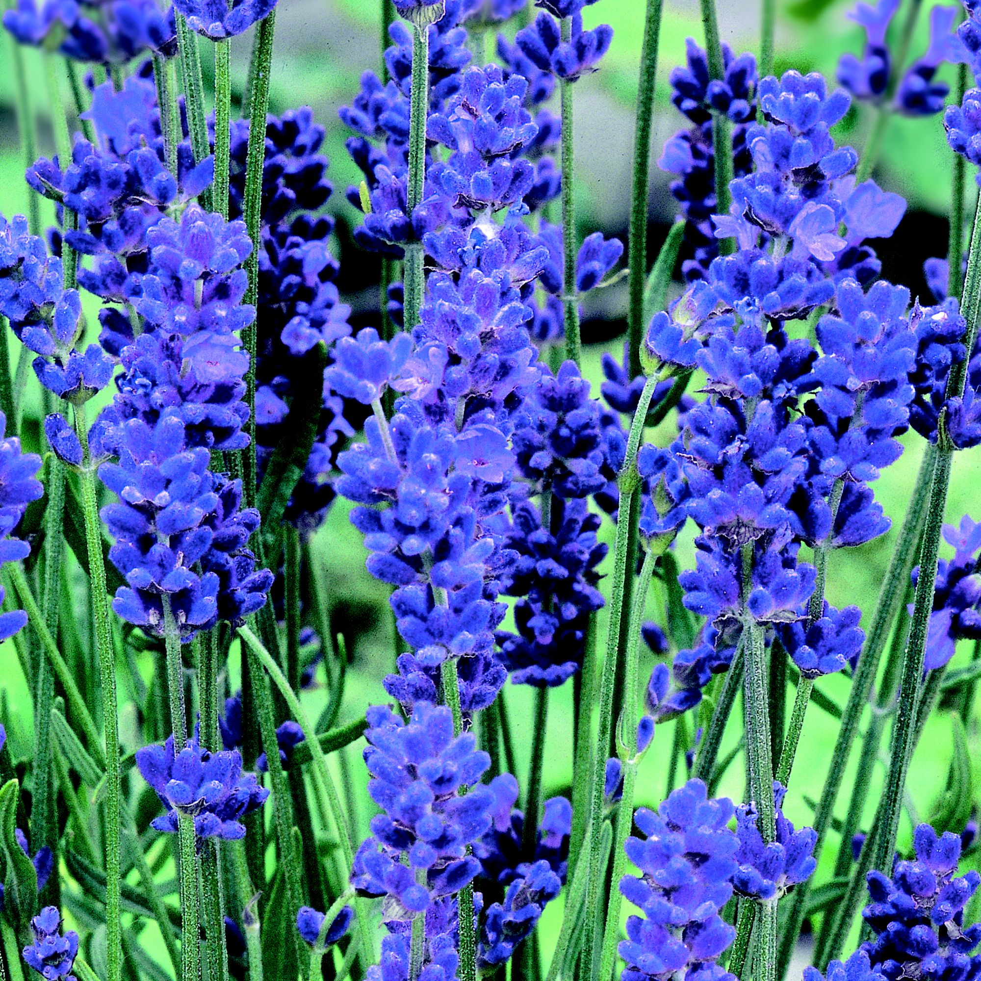 GoodHome Shrub Aromatico blue