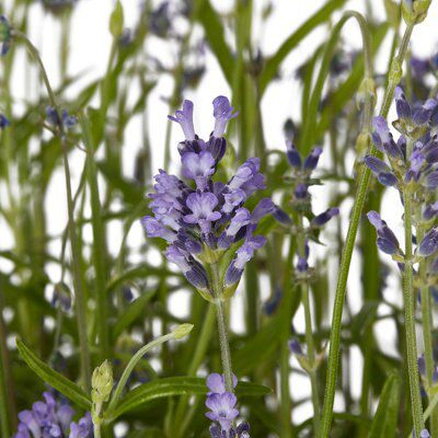 GoodHome Shrub Aromatico blue