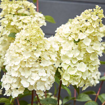 GoodHome Shrub Diamantino