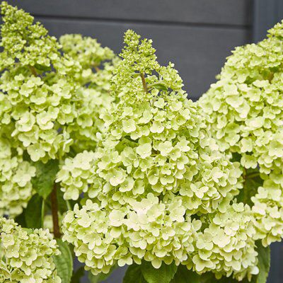 GoodHome Shrub Diamantino