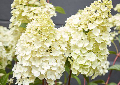 GoodHome Shrub Diamantino