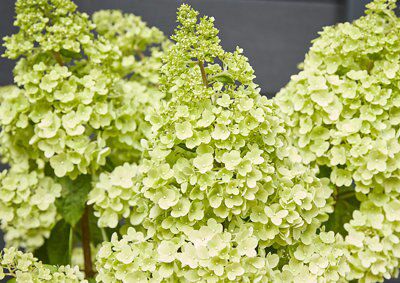 GoodHome Shrub Diamantino