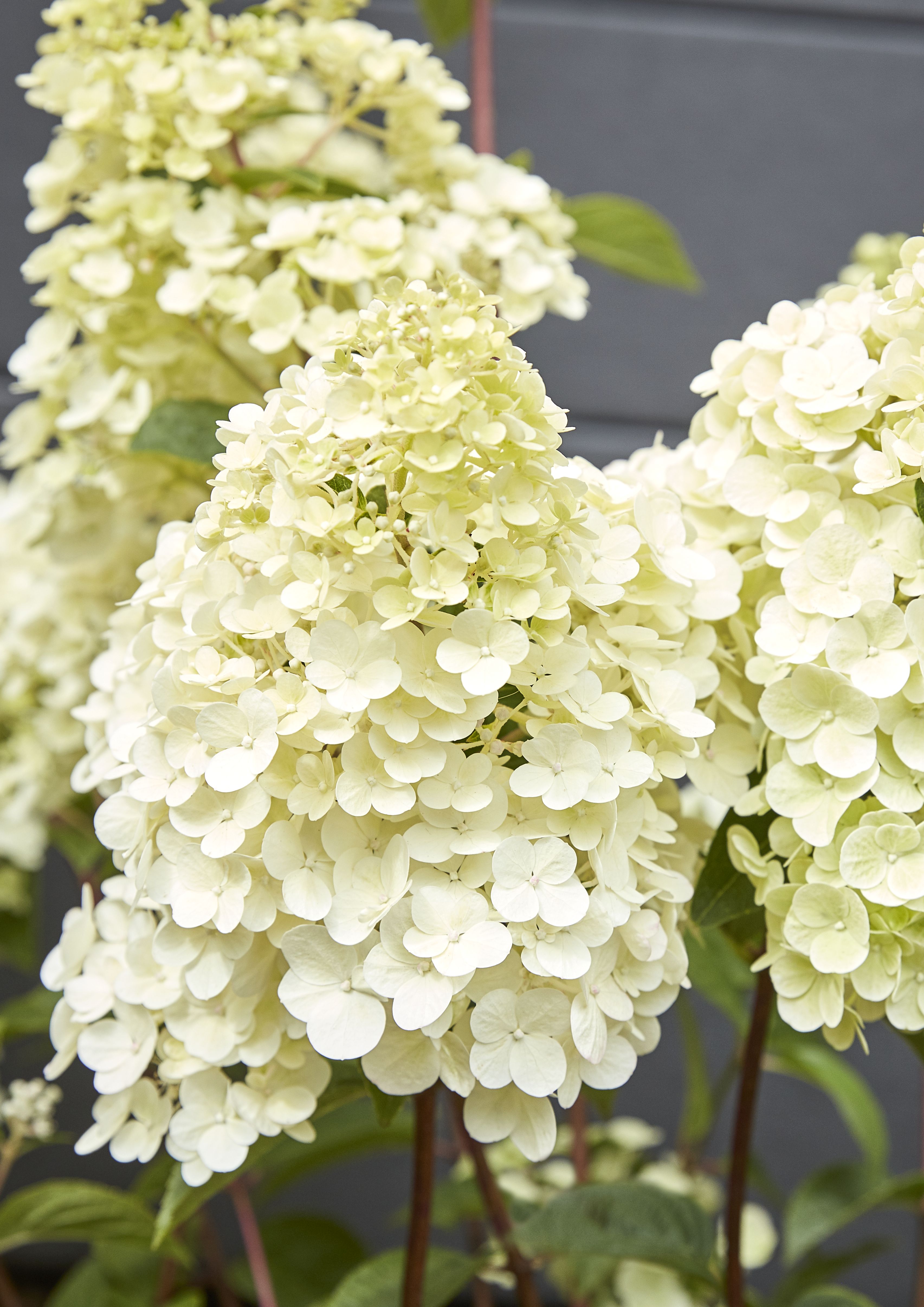 GoodHome Shrub Diamantino