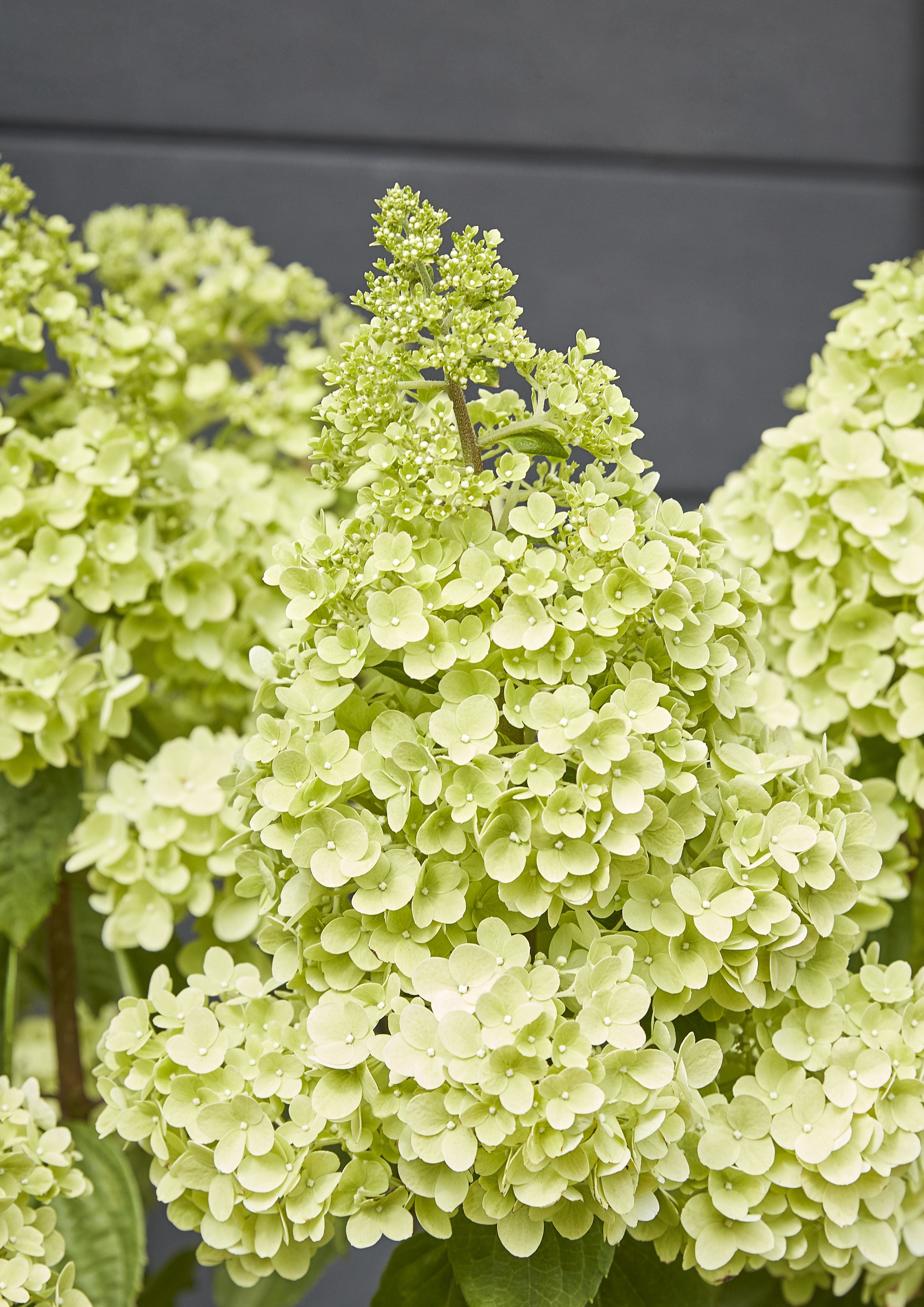 GoodHome Shrub Diamantino