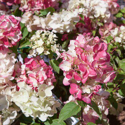 GoodHome Shrub Diamantino