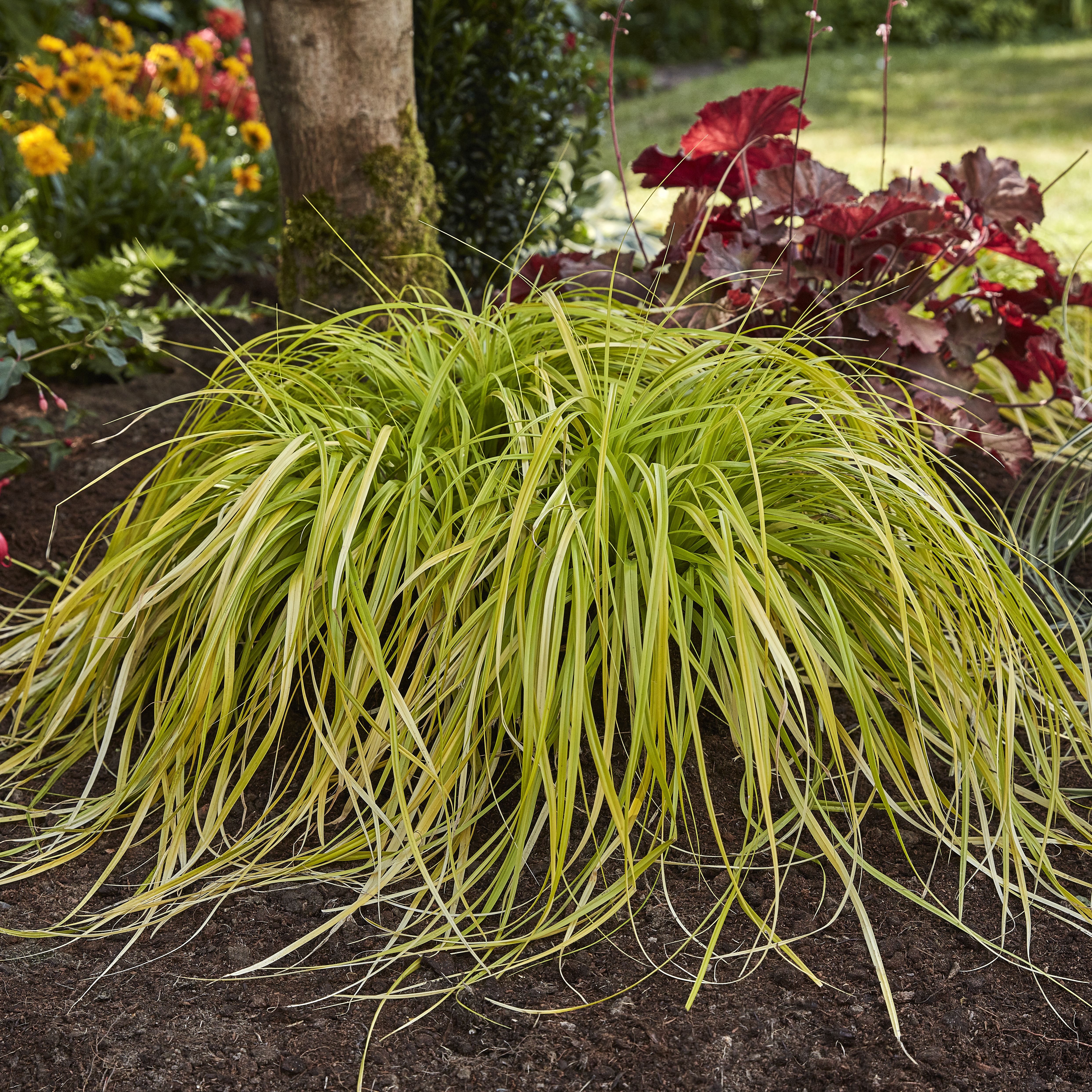 GoodHome Shrub Everillo