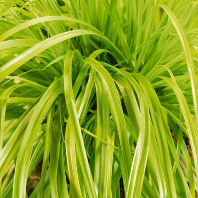 GoodHome Shrub Everillo