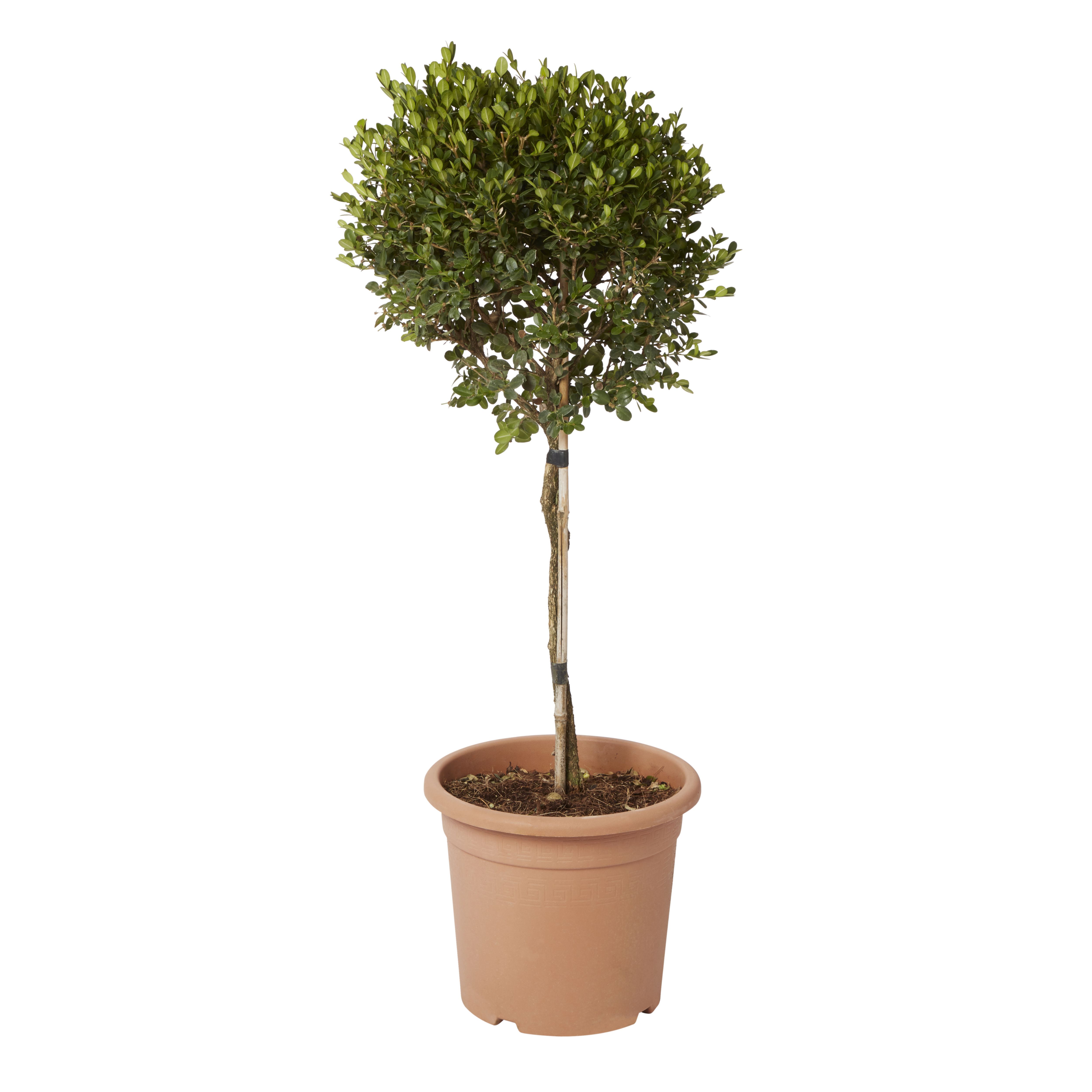 GoodHome Shrub Faulkner