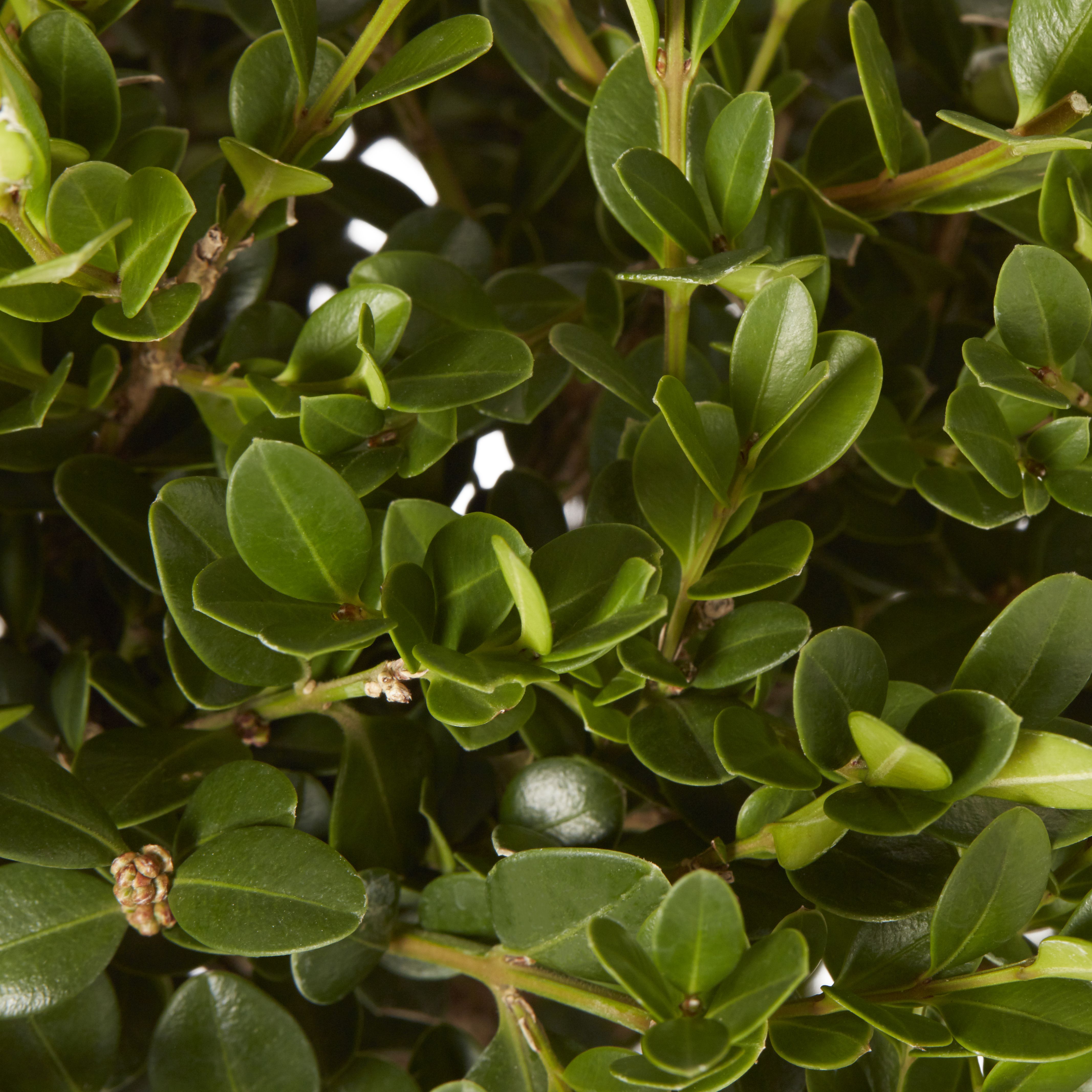 GoodHome Shrub Faulkner