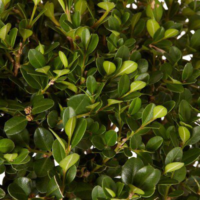 GoodHome Shrub Faulkner