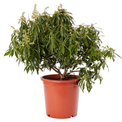 GoodHome Shrub Forest flame