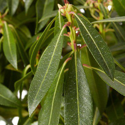 GoodHome Shrub Forest flame