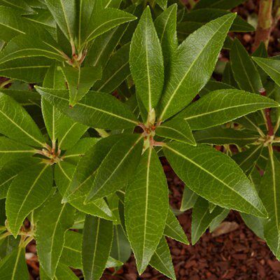 GoodHome Shrub Forest flame