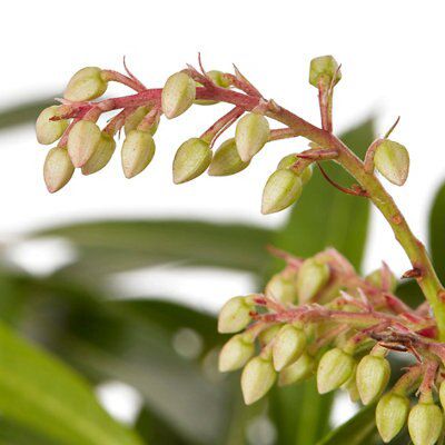 GoodHome Shrub Forest flame