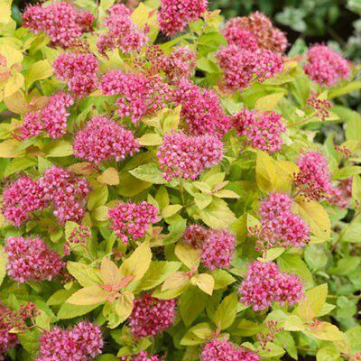 GoodHome Shrub Golden princess