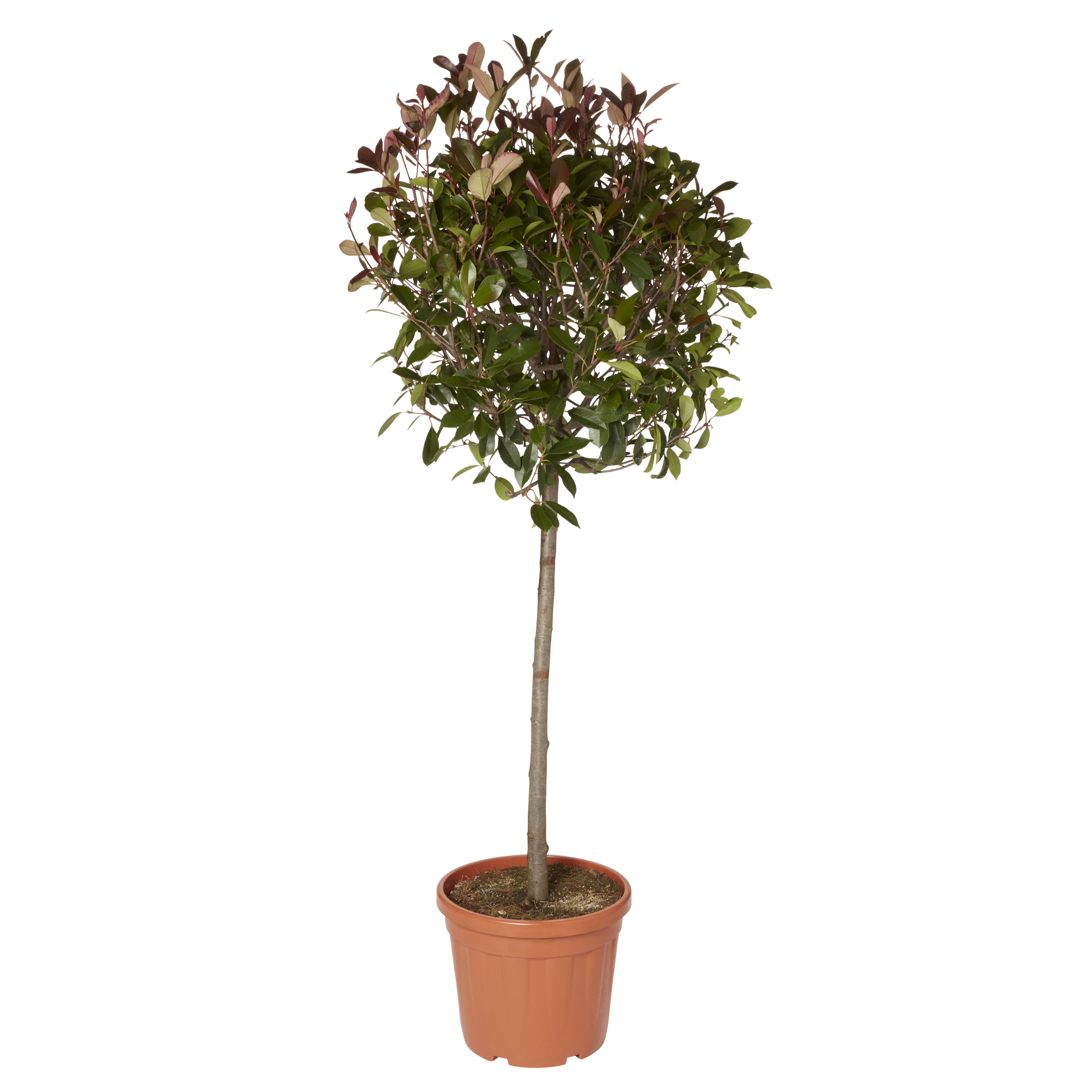 GoodHome Shrub Red robin 30L