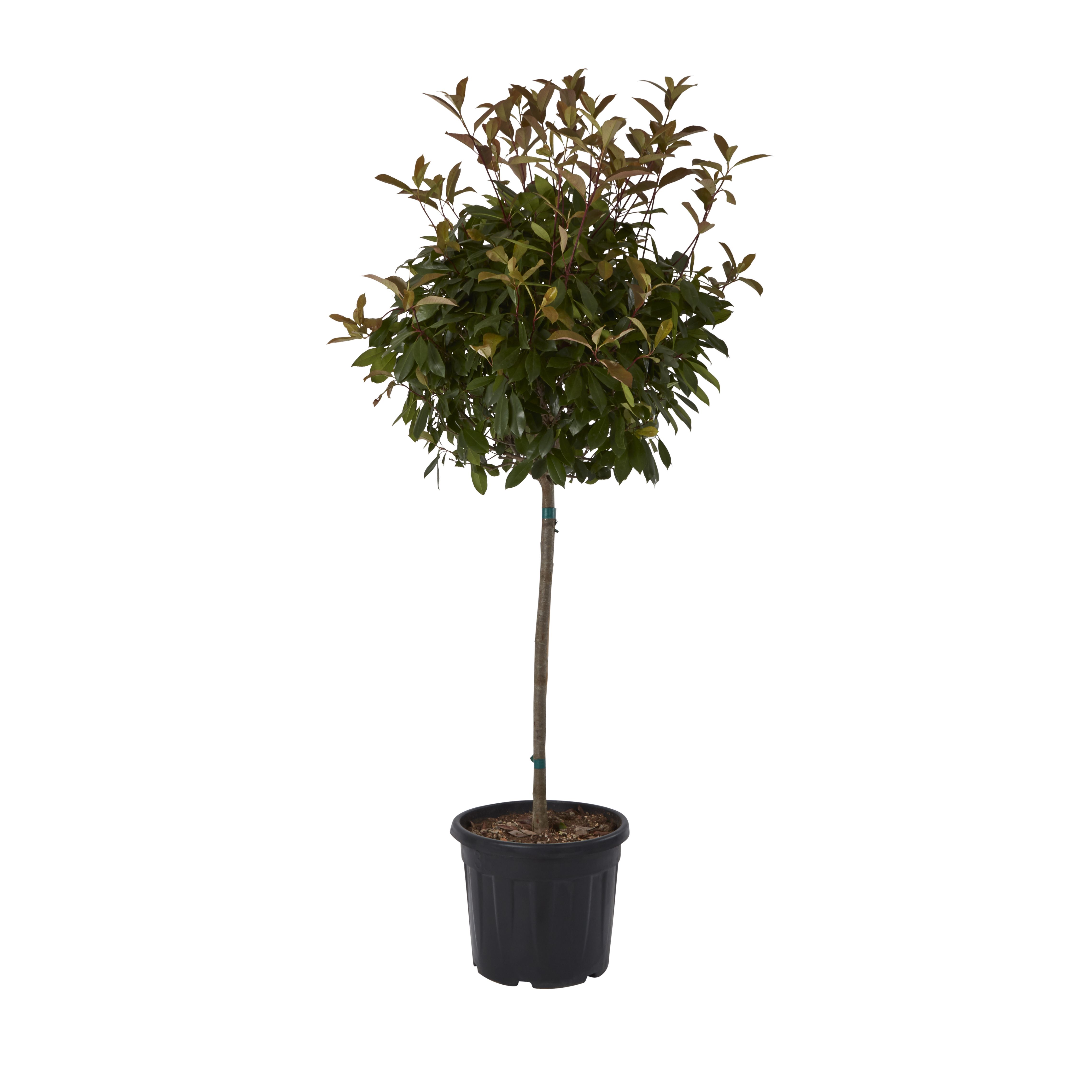 GoodHome Shrub Red robin 30L