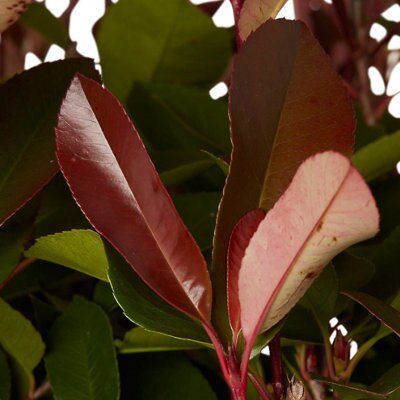 GoodHome Shrub Red robin 30L
