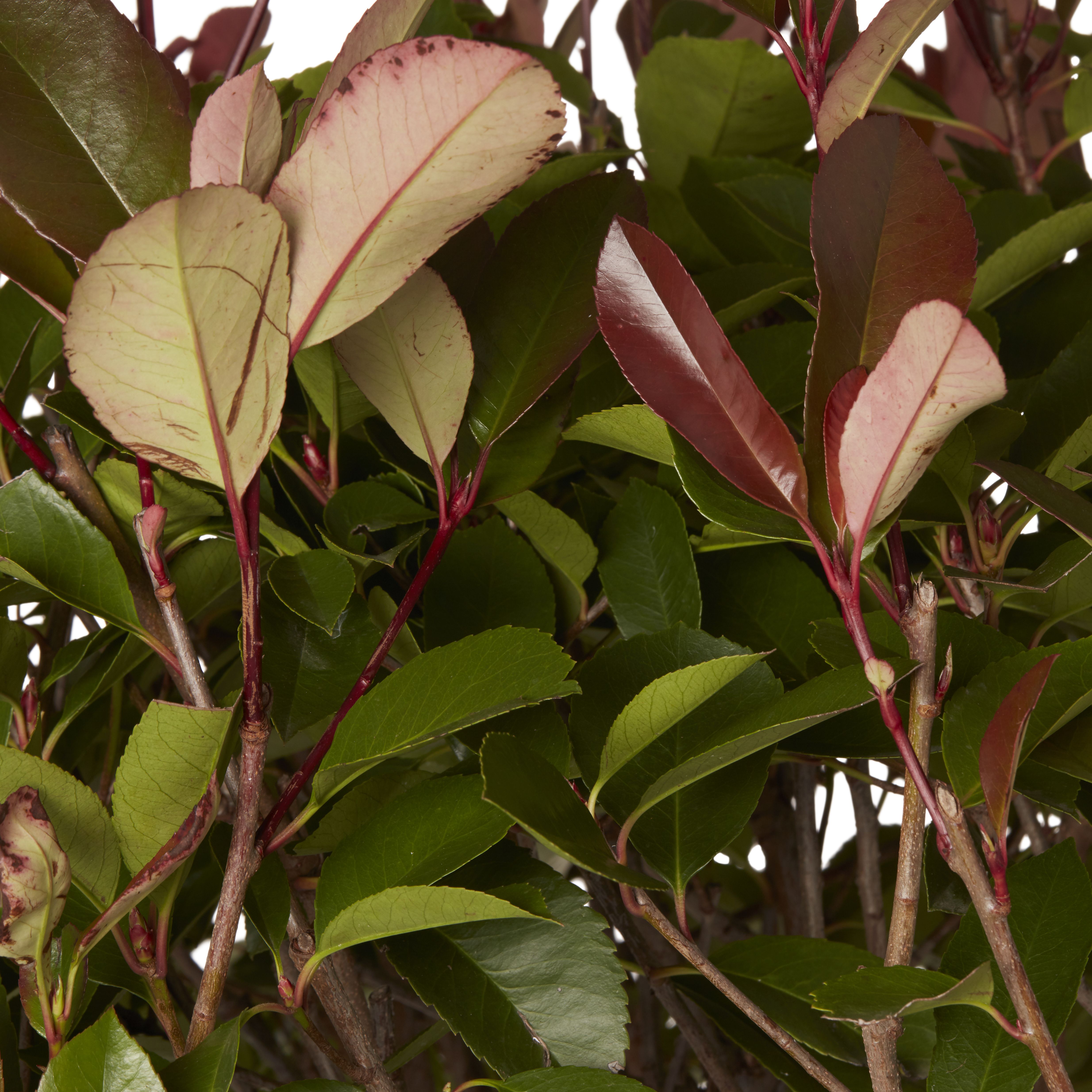 GoodHome Shrub Red robin 30L