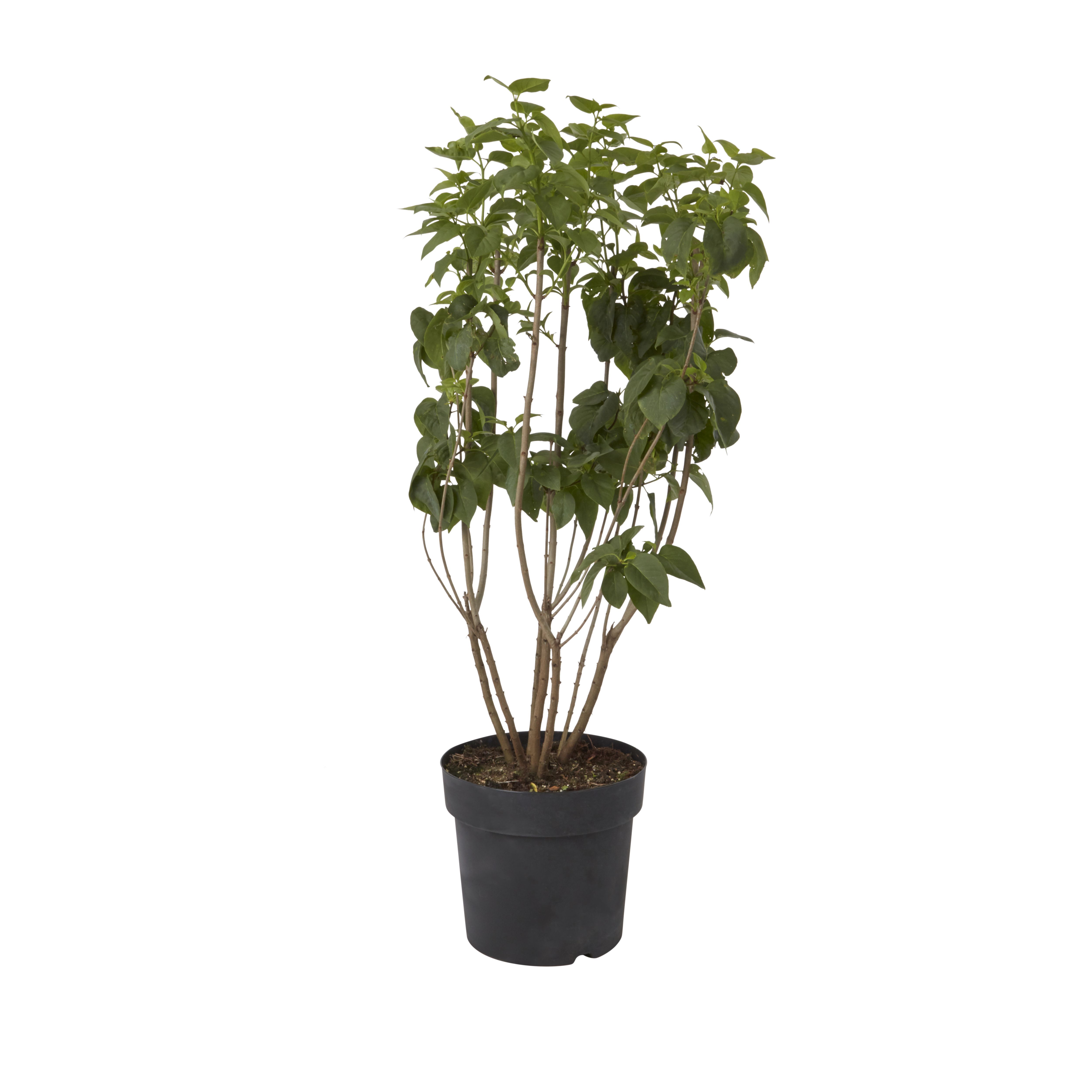 GoodHome Shrub Sensation