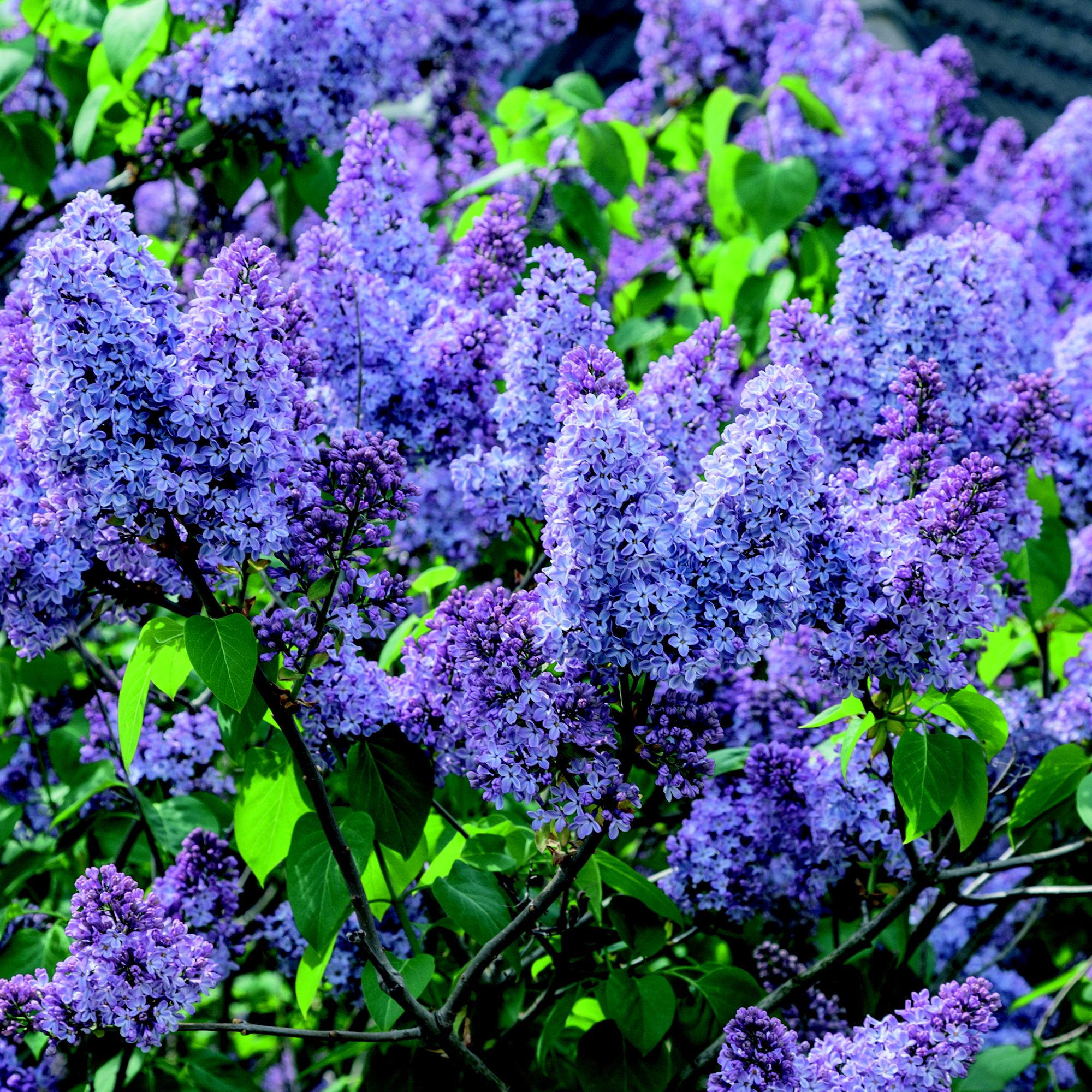 GoodHome Shrub Sensation
