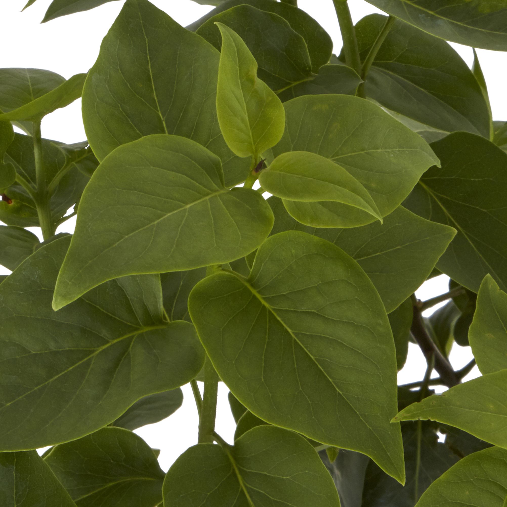 GoodHome Shrub Sensation
