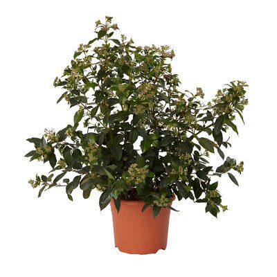 GoodHome Shrub Tinus