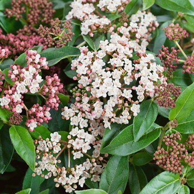 GoodHome Shrub Tinus
