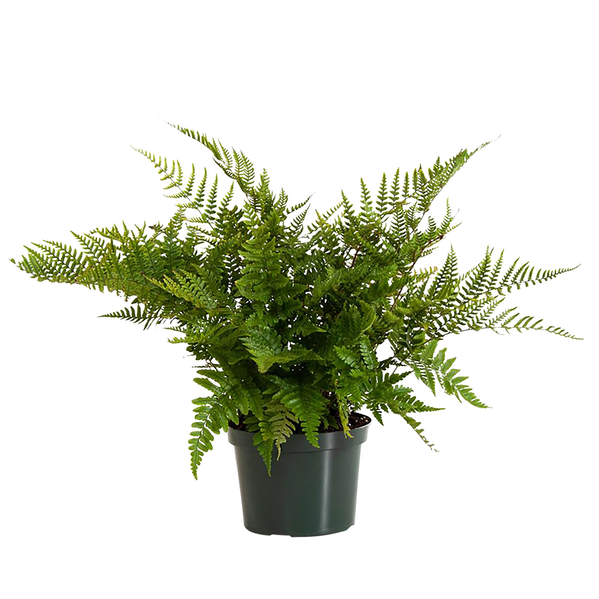 GoodHome Shrub