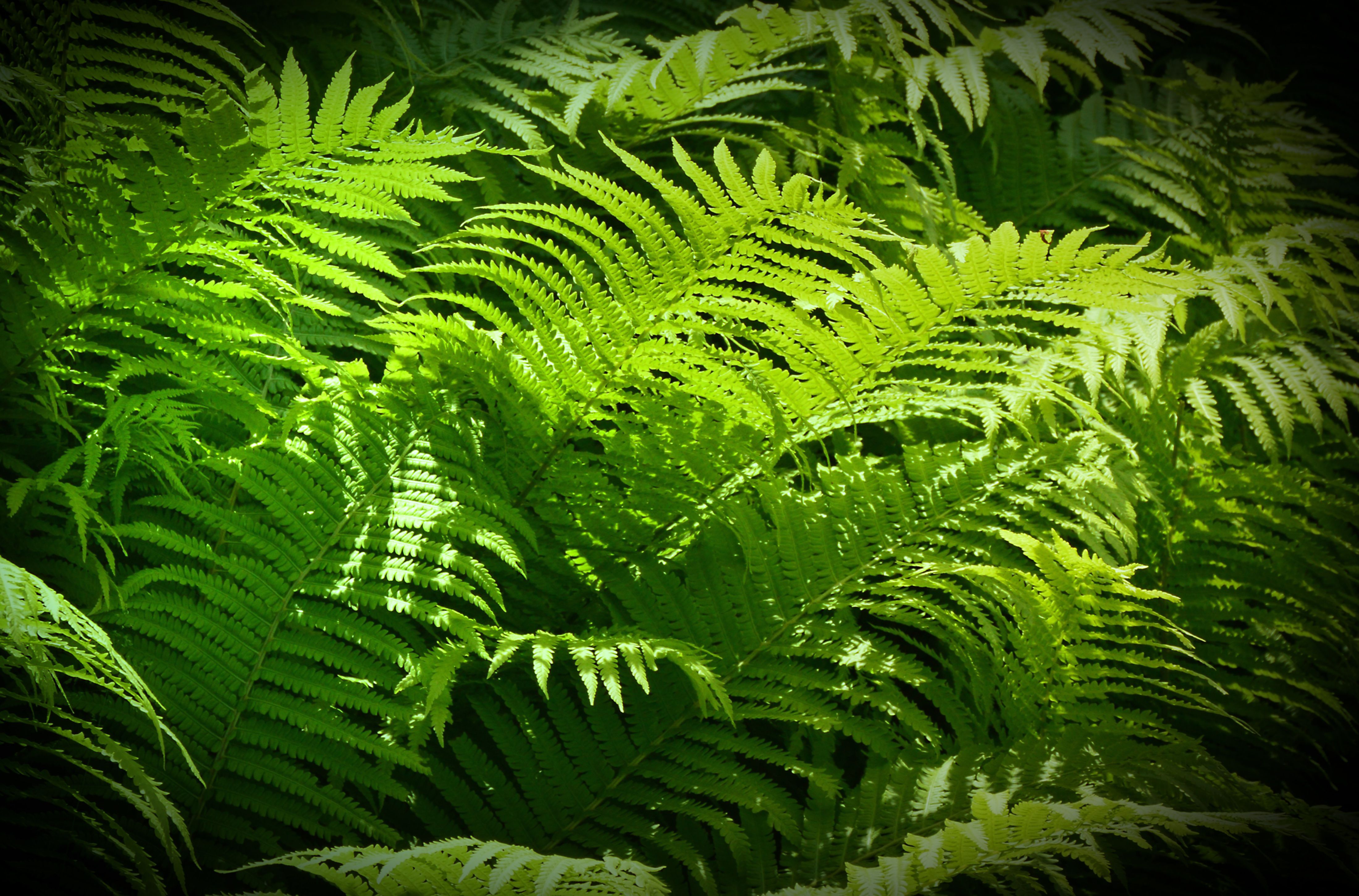 GoodHome Shrub