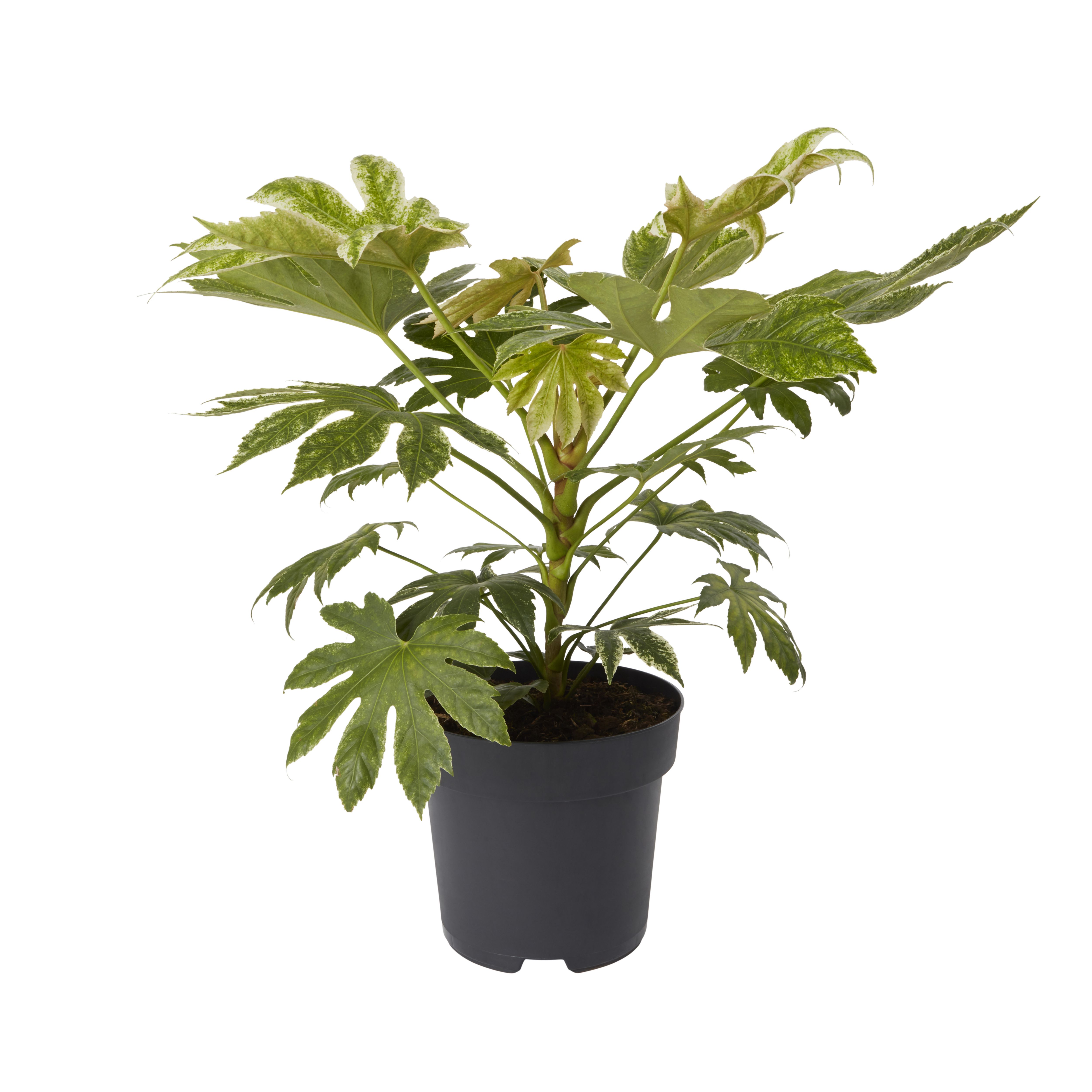 GoodHome Shrub