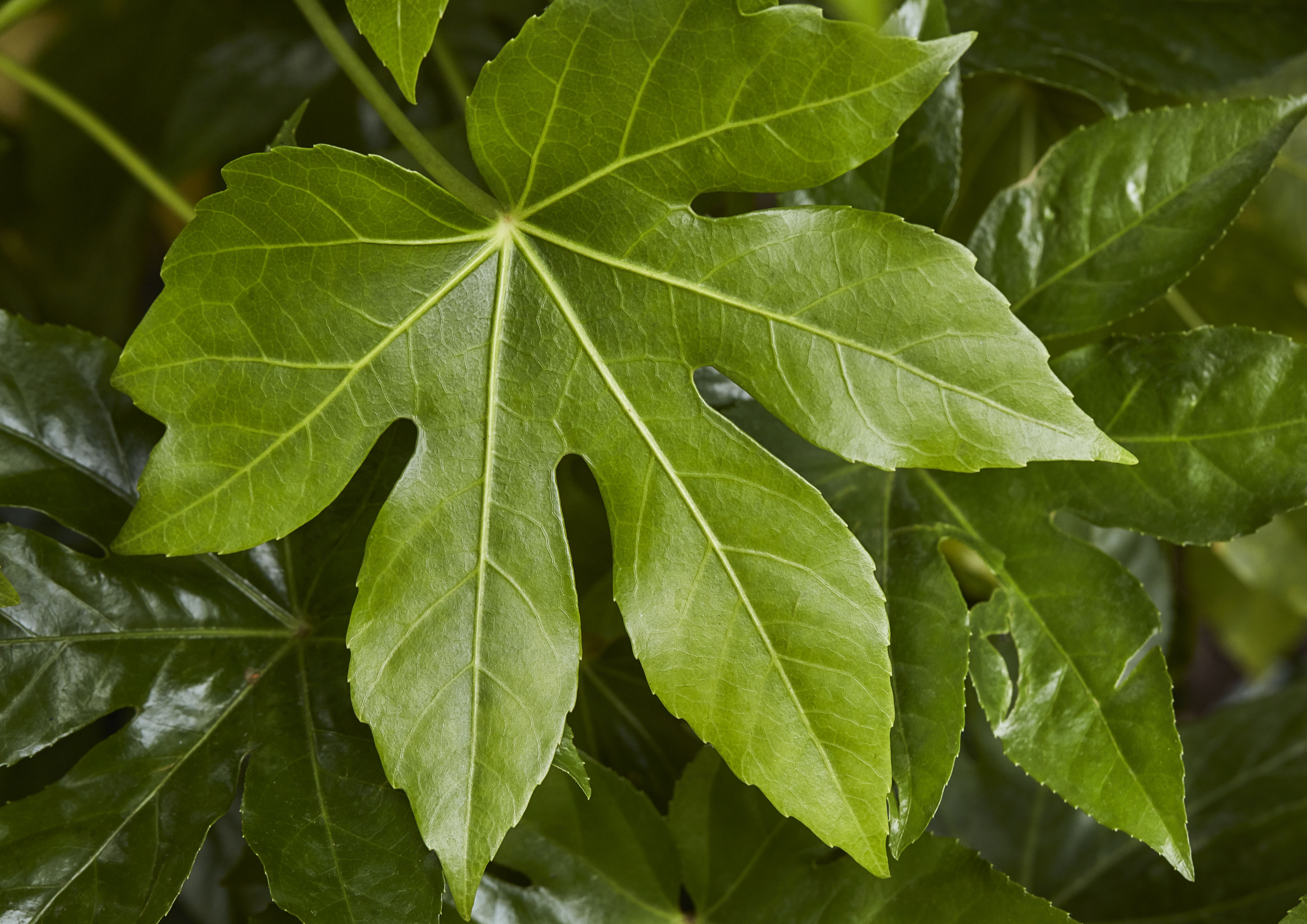 GoodHome Shrub