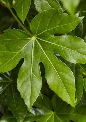 GoodHome Shrub