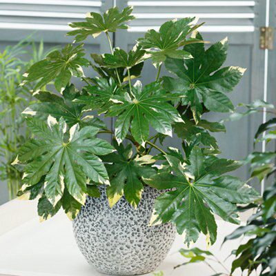 GoodHome Shrub