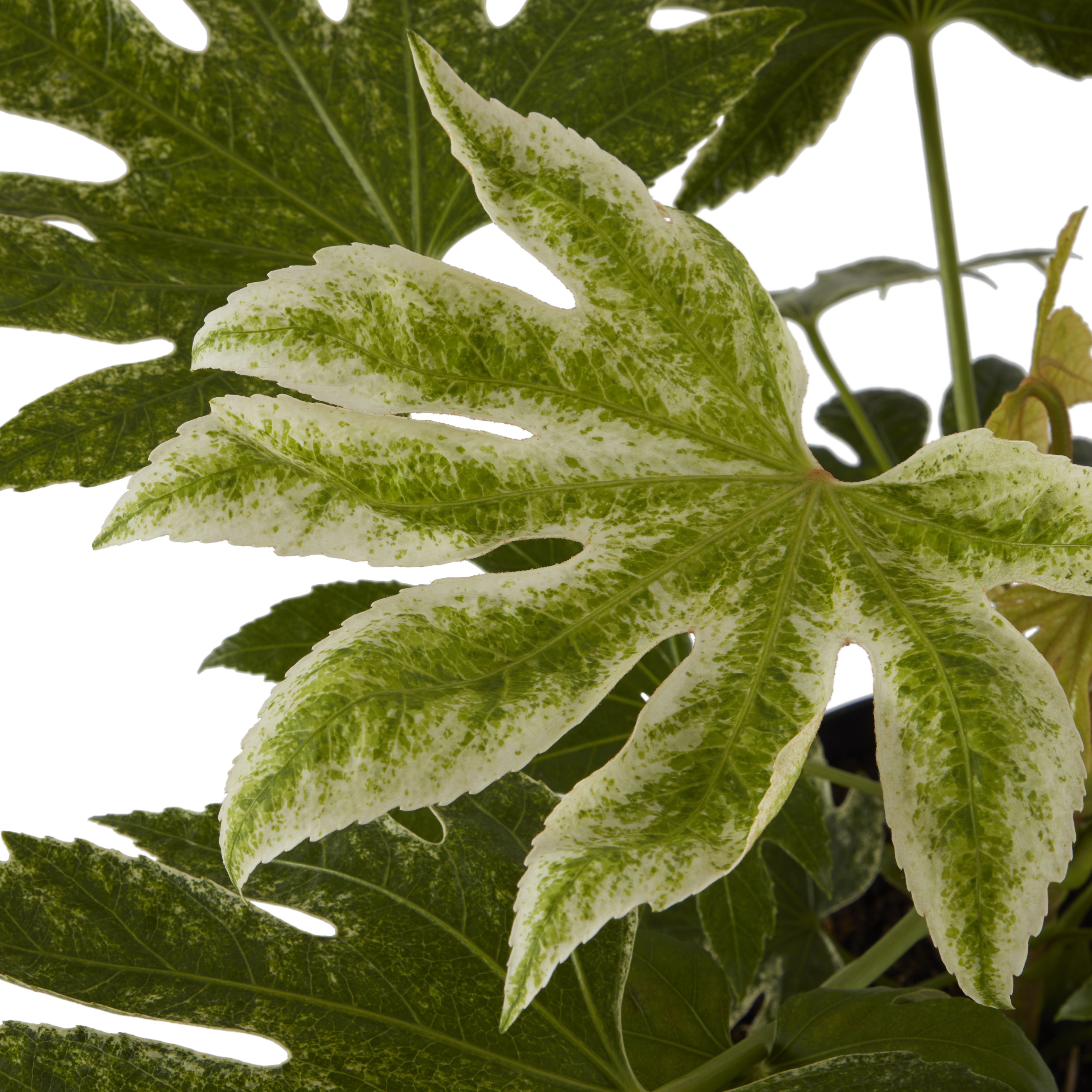 GoodHome Shrub