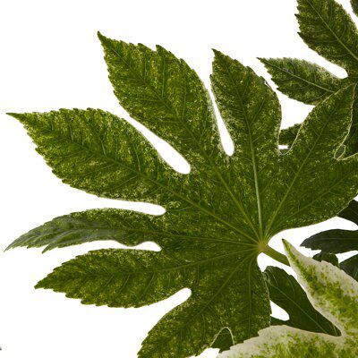 GoodHome Shrub