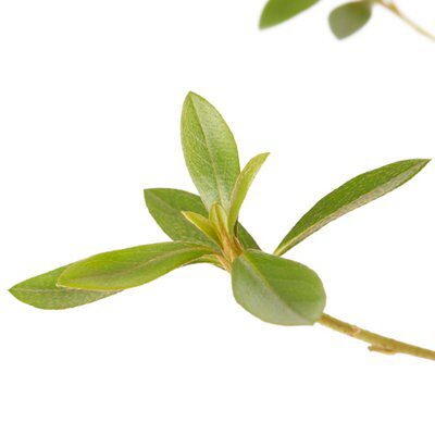 GoodHome Shrub